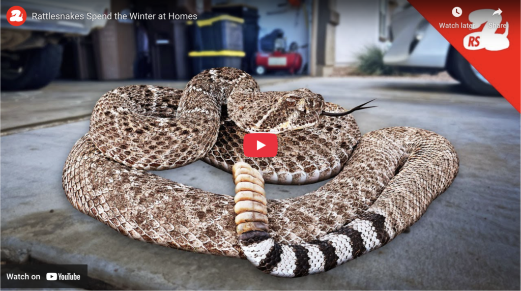 Rattlesnakes Spend the Winter at Homes
